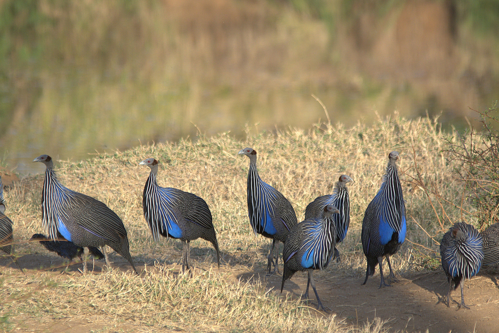 image Vulturine Guineafowl